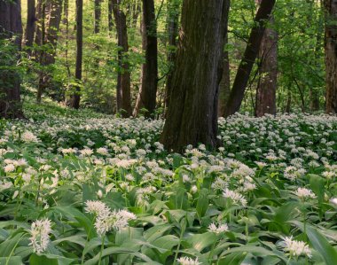 Çiçek mevsiminde büyük bir grup yabani sarımsak. Yenilebilir orman sebzeleri sağlığa yararlı.