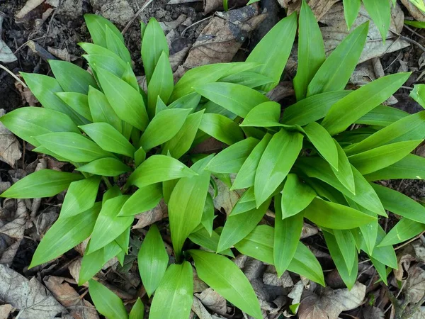 Green Clumps Wild Garlic Edible Forest Plant Aromatic Taste Healthy — Stock Photo, Image