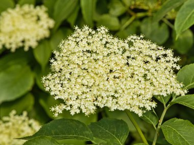 Yaprakları kısmen bulanık olan siyahi yaşlıların enfloresanları. Çalının üzerinde şifalı mürver çiçekleri. Siyahi yaşlıların şifalı bitkilerinin küçük beyaz çiçeklerinin aşılanması.