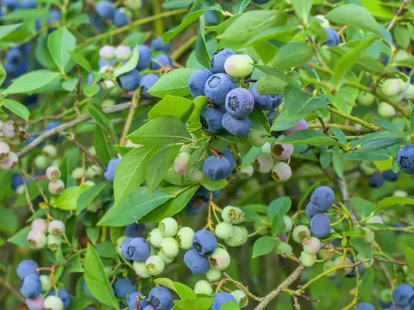 Blueberries on a bush together with green berries. Blueberries before harvest on a bush with leaves. A healthy superfood with lots of vitamins. Blue berries suitable for diabetics and vegetarians.