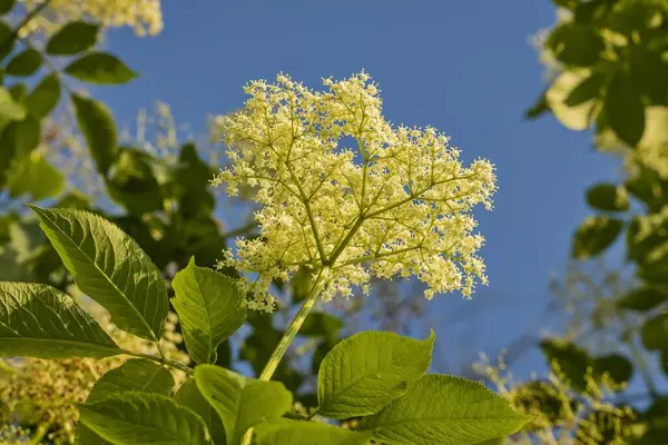 Elderberry flower on bush with blue sky background. White flowers of the medicinal elderberry bush bathed in the sun. Part of a black elder bush with large white flowers and green leaves.
