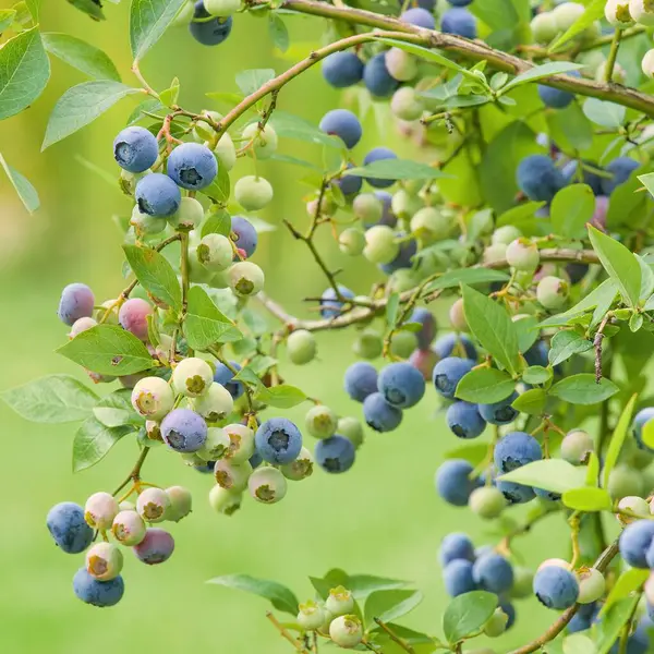 Branches with blue and green Canadian blueberries. Blue and green blueberry berries with high vitamin content. Branches with healthy blueberries and green leaves.