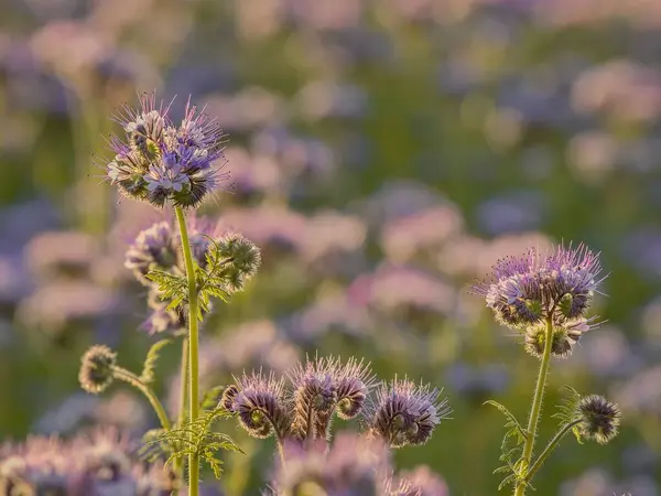 Field flowers with purple flowers with blurred background. Close-up of flowering plant Phacelia tanacetifolia on a sunny day. Purple field flowers.