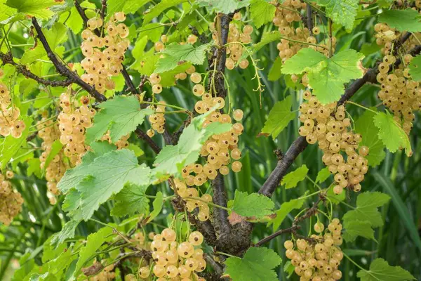 Olgun böğürtlen kümeleriyle beyaz frenk üzümü. Frenk üzümü ve üzümlü yaprak kümeleri. Bir sürü vitaminli, küçük, beyaz frenk üzümü kümeleri..