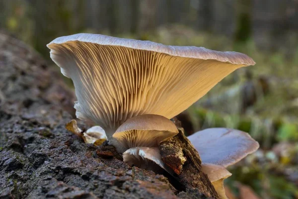 A large hat of oyster mushrooms grows on a fallen willow trunk. Edible mushroom with health-promoting betaglucans growing in the cold season. Mushroom hat with yellow peels on a blurred background.