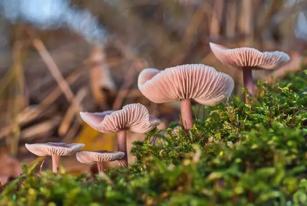 Several poisonous Mycena rosea mushrooms grow side by side in a mossy growth. Poisonous pink mushrooms grow on a mossy hill. A beautiful group of pink poisonous mushrooms.