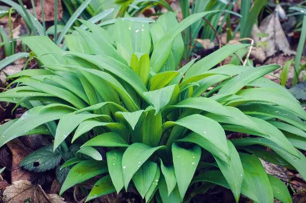 stock image A grown wild garlic plant in a damp forest. Healthy spring vegetable wild garlic.