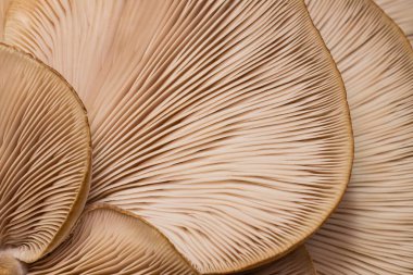 Büyük istiridye mantarlarının en ince ayrıntısına kadar. Şapkaların altında yenebilir istiridye mantarlarının lameller dokusu..