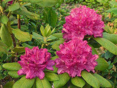 Pembe rhododendron çalısı, büyük çiçekler ve yeşil yapraklar izole edilmiş. Koyu yeşil yapraklı üç adet pembe rhododendron çalısı..