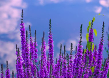 Many purple inflorescences on long stems with a blue sky in the background. A row of long stems with purple flowers and a climbing green plant. Beautiful purple flowers and blue sky with clouds. clipart