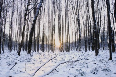 Batan güneşli, dondurucu bir orman. Batan güneşin ışığında düşen bir dalı olan karlı bir orman. Gün batımında karlı bir ormanda çıplak ağaç gövdeleri.