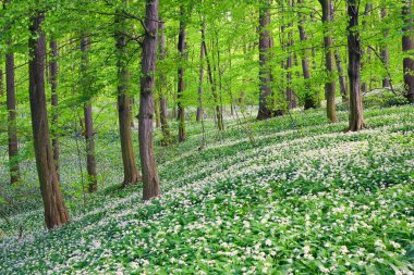 Toprağı sarımsaklı beyaz çiçeklerle kaplı yaprak döken orman. Birçok sağlıklı orman sebzesi bitkisi ilkbaharda sel baskını ormanında yabani sarımsak. Ormanda çiçek açan yabani sarımsak.