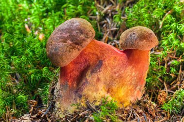 İki şapkalı mutasyona uğramış bir mantar. Kırmızı bacaklı ve yosun içinde büyüyen iki şapkalı yenilebilir mantar Neoboletus uridiforis. Yenilebilir bir domuz mantarının çift başlı mutasyonu. Çift mantar..