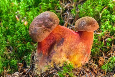 A mutated bolete mushroom with two hats. Edible mushroom Neoboletus luridiformis with red leg and two hats growing in moss. A double-headed mutation of an edible porcini mushroom. Double mushroom. clipart