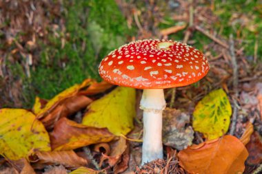 Renkli yapraklar ve yosunlar arasında orman zemininde yetişen güzel kırmızı zehirli mantar. Beyaz pullarla kaplı kırmızı şapkalı zehirli mantar Amanita muscaria. Ormanda zehirli mantar.