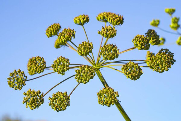 Inflorescence of the dangerous invasive plant Heracleum mantegazzianum with immature green seed clusters. Immature seeds of poisonous hogweed with blue sky in the background. Toxic hogweed seeds.