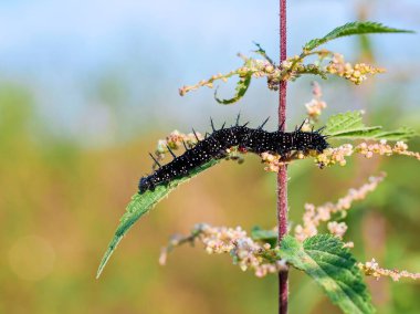 Kelebek siyah tırtıl üzerinde beyaz noktalar ve dikenli büyümeler var. Bir Inachis Io Kelebeği tırtılı güneşli bir günde ısırgan otu yaprağı yer. Dikenli siyah bir tırtıl ısırgan otunun üzerinde sürünür..