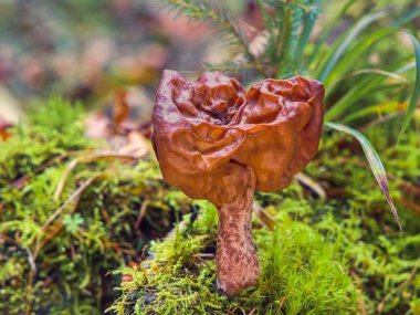 Morel mantarlı Gyromitra infula sonbaharda sel baskını ormanında büyüyor. Şapkasında örümcek ağları olan yenilmez sonbahar moreli. Nemli yosunlarda büyüyen kırışık başlıklı narin mantarlar..