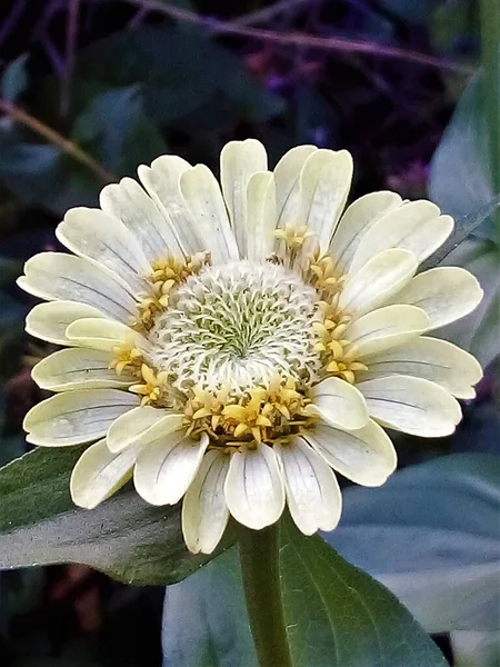 Green Envy Zinnia Flower — Stock Photo, Image