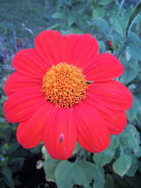 Orange Mexikanische Sonnenblume Wächst Garten — Stockfoto