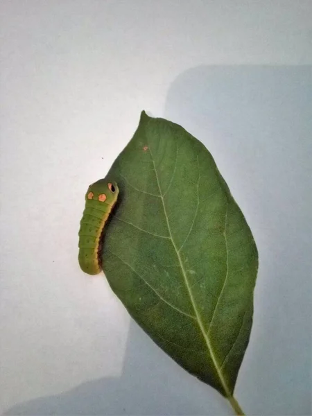 Spicebush Caterpillar Leaf — Stock Photo, Image
