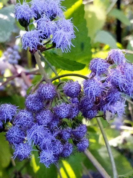 Perto Mistflower Azul — Fotografia de Stock