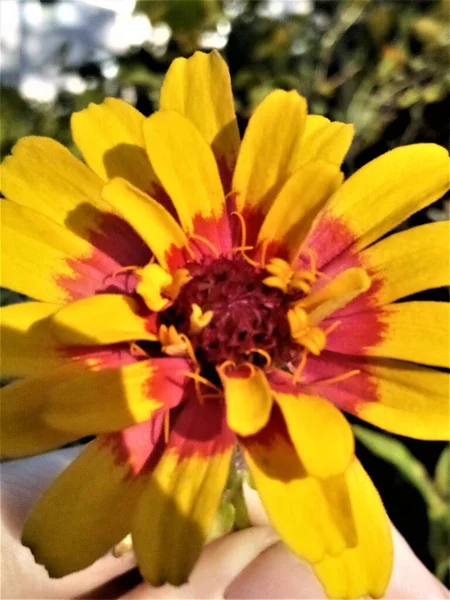 Carrousel Zinnia Yellow Red Flower — Stock Photo, Image