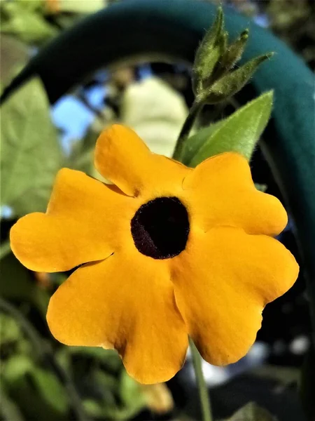 Black Eyed Susan Vine Flower — Stock Photo, Image