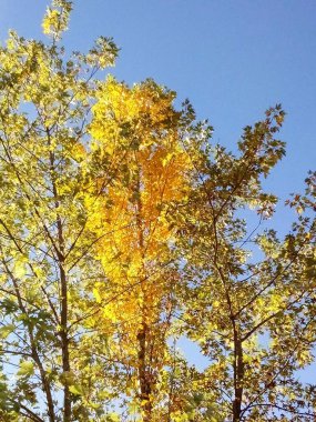Güzel sonbahar manzarası, sonbahar mevsimi, ağaçlar