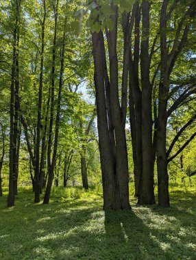 Uzun Ağaçlar ve Yeşil Yapraklı Güneş Işığı Ormanı Sahnesi