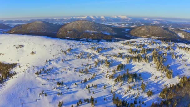 Madártávlatból Kilátás Hóval Borított Hegyekre Drónból Kivett Fákra — Stock videók
