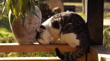 Tahta balkonun kenarında kestirip duran kedi tasviri.