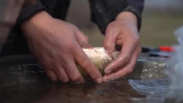 Чистка Рыбы Воде Перед Приготовлением Пищи Видео Едой Мужские Руки — стоковое видео