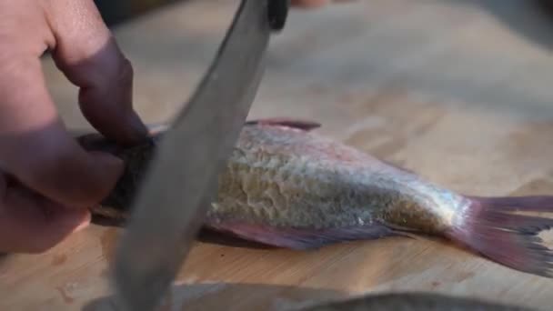 魚を水できれいにカットする前に カットする場所でカットを作ります シェフは魚をナイフで切る — ストック動画