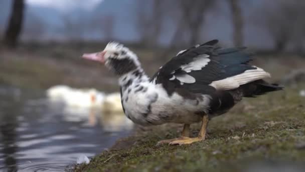 Wild Duck Drinking River Water Gray Mallard Walks Rocky Shore — Vídeo de Stock
