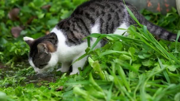 Bezdomny Kot Pijący Wodę Kałuży Zewnątrz — Wideo stockowe