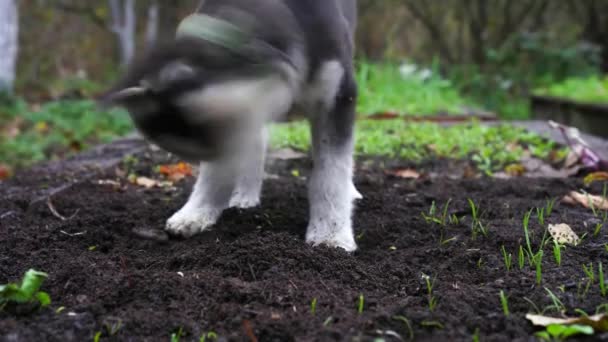 Kırsalda Toprağı Eşeleyen Evsiz Bir Köpek — Stok video