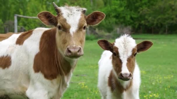 Cow Calf Grazing Green Meadow — Vídeos de Stock