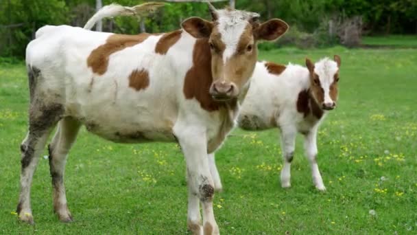 牛は緑豊かな自然の中で彼女の子牛を愛し — ストック動画