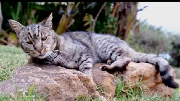 Στενή Άποψη Του Βλέμματος Της Γάτας Απλώνεται Στην Πέτρα Γάτα — Αρχείο Βίντεο