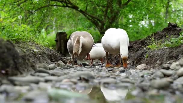 Close Two Ducks River Canal — Vídeo de stock