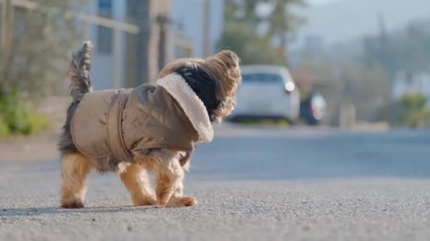 Yorkie Passeert Leeg Stadsverkeer Goed Gedragen Kalme Honden Concept — Stockvideo