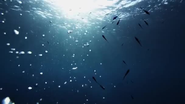 水中風景 青い水 いくつかの魚の海の景色 地中海の動物 — ストック動画