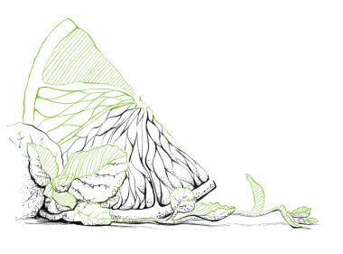 Beyaz arka planda limon dilimi ve nane. Mürekkep ve Yumurtadan Çıkma. Grafik Çizgisi illüstrasyonu. Yazdır. Klip sanatı. Büyük biçim.