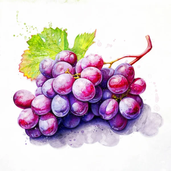 Delicious purple grapes. Grape bunch on a white background. Juicy watercolor illustration. Clip art for decoration.