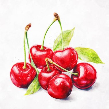 Taze kiraz. Beyaz arkaplanda suluboya çizimi. Yazdır, Clipart.