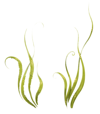   Bitki yapraklarının bitkisel illüstrasyonu. Şeffaf bir zemin üzerinde altın bulunan zarif kıvrımlı yeşil bir resim. Bitkiler. Büyük biçim