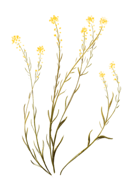 Küçük sarı çiçekleri, bitki yapraklarını, çalıları gösteren bitkisel bir çizim. Beyaz zemin üzerinde altın olan yeşillik resmi. Bitkiler. Büyük biçim