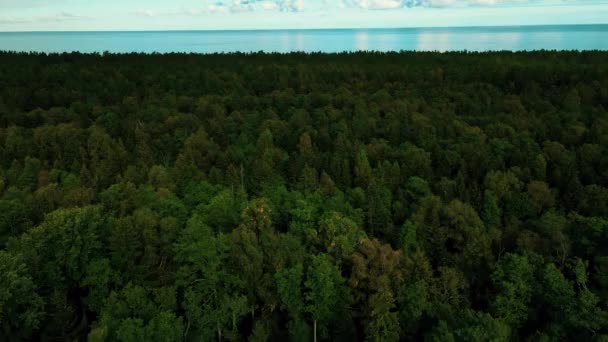 Морське Узбережжя Красивими Сосновими Лісами Вид Зверху Прекрасне Блакитне Море — стокове відео