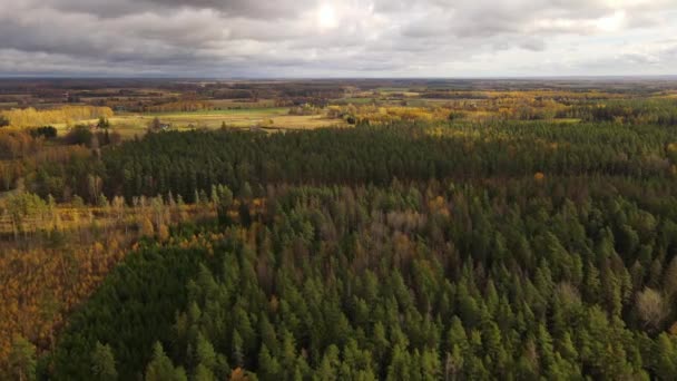 Vista Floresta Com Estrada Vista Aérea Voo Sobre Floresta Pinheiros — Vídeo de Stock